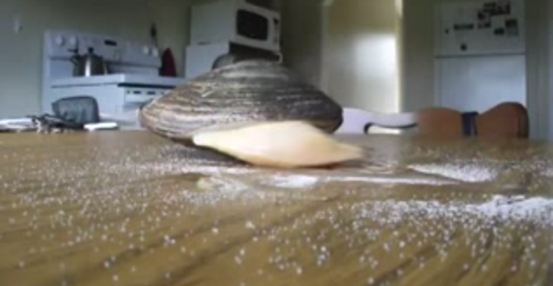 A Clam "Eating" Salt Might Just Be The Most Interesting ...