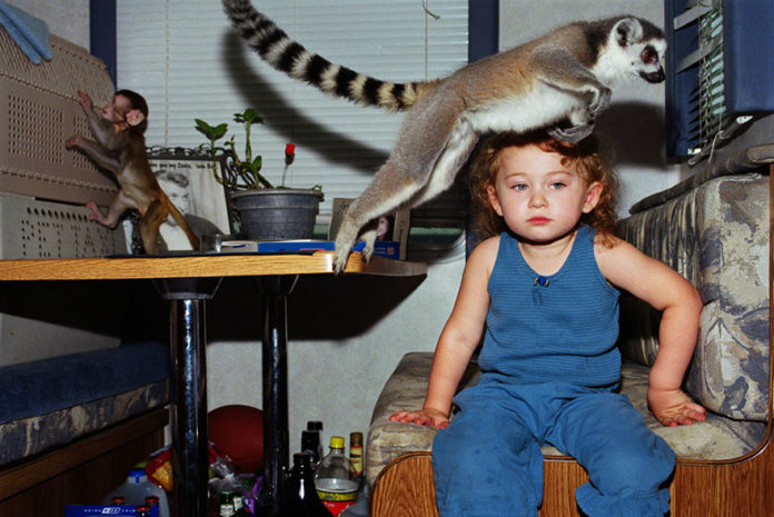 amelia lemur