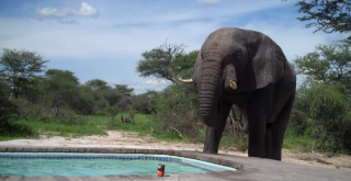 elephant-pool