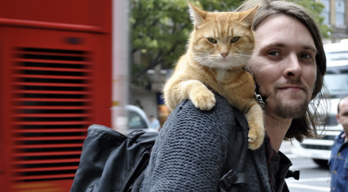 Feral cat changes the life of a formerly homeless heroin addict