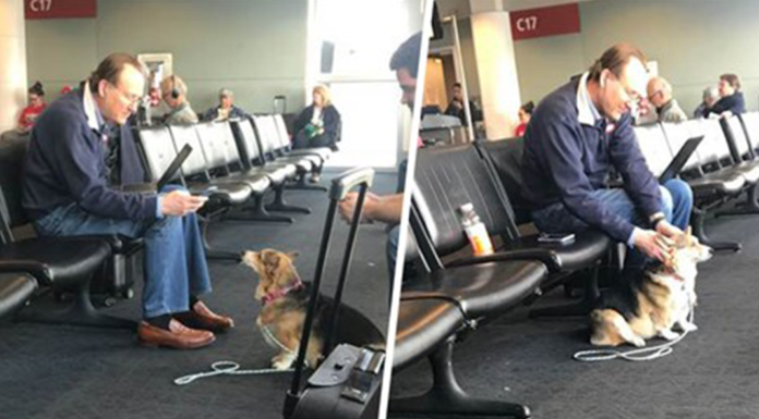 Cora the Corgi found comforting stranger at Seattle airport