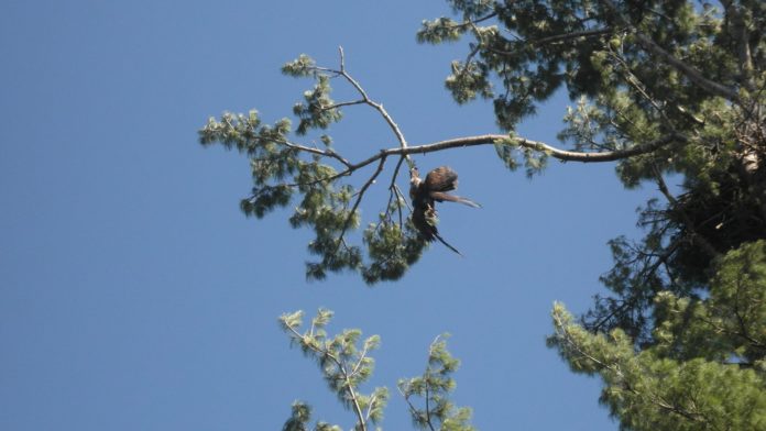 Everyone Had Given Up On An Eagle Stuck In A Tree -- Except For This U.S. Army Veteran
