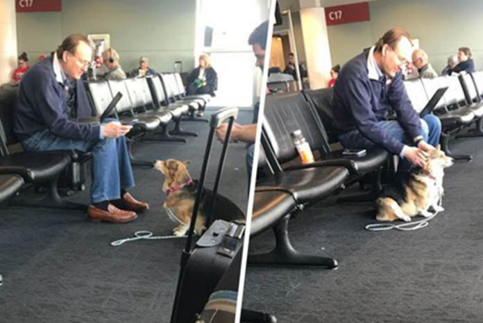Cora the Corgi found comforting stranger at Seattle airport