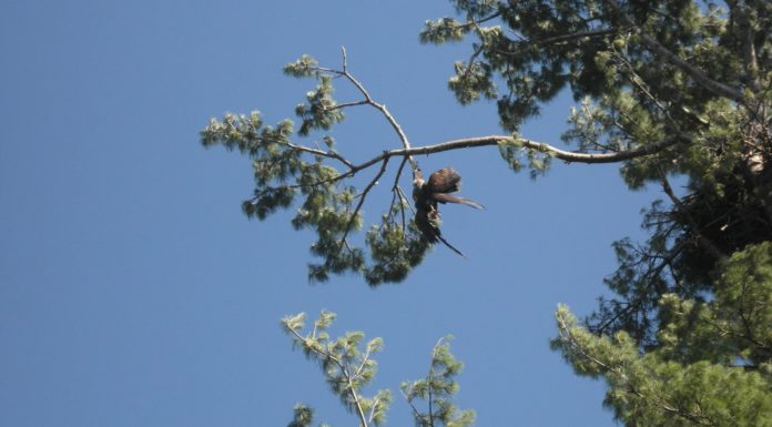 Everyone Had Given Up On An Eagle Stuck In A Tree -- Except For This U.S. Army Veteran